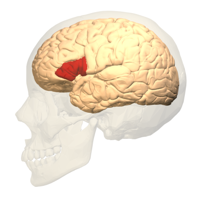 Broca's_area_-_lateral_view